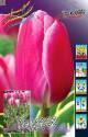Тюльпан Андорра 11/12 100 шт