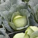 Капуста белокочанная Свирель F1 СиО