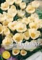 Крокус Crocus chrysanthus Cream Beauty 5/+ 200 шт