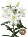 Лилия Рамона 5 шт