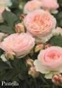 Роза Пастелла 1 шт флорибунда