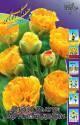 Тюльпан Double Beauty of Apeldoor мах.11/12 100 шт