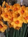 Нарцисс Сабина Хэй 5 шт