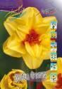 Нарцисс Дабл Фэшион 5 шт 12/14