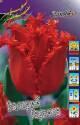 Тюльпан Валерий Гергиев 11/12 100 шт