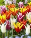 Тюльпан Лилиецветные смесь 8 шт