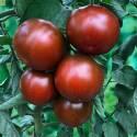 Помидоры Китальфа СиО