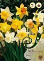 Микс нарциссов трубчатых 10/12 20шт К106016 