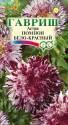 Астра Помпон бело-красный Гав