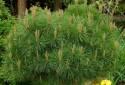 Сосна Pinus nigra Brepo C2 stem 