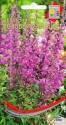 Дербенник Розовый самоцвет ССО