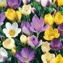 Крокус Смесь ботанических сортов 10 шт