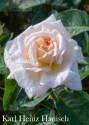 Роза Карл Хениз Ханиш 1 шт чайно-гибридная