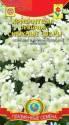 Хризантема Снежные шары девичья Плз