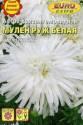 Астра Мулен Руж белая хризантемовидная Аэл