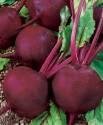 Свекла Диаз F1 СиО