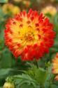 Георгина Процион 1 шт декоративные