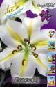 Лилия Легенда 7 шт