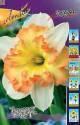 Нарцисс Таурус 7 шт