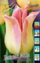 Тюльпан Elegant Lady лил. 11/12 100 шт