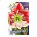 Амариллис Фламенко Куин 24/26 8 шт