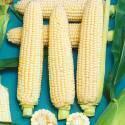 Кукуруза Снежанна F1 СиО