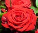 Роза Реднесс 1 шт чайно-гибридная