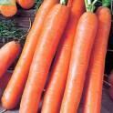 Морковь Ройал Форто Акв