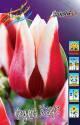 Тюльпан Фулл Хаус 10 шт