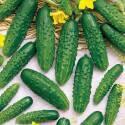 Огурцы Малыш F1 СиО