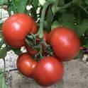 Томат Финалист F1 Сем