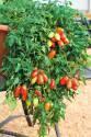 Помидоры Фейерверк F1 СиО