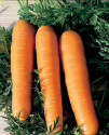 Морковь Нантская СС