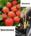 Земляника Эльсанта туба