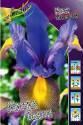 Ирис голл. Мистик Бьюти 10шт