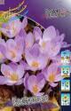 Крокус Спец. Кассиопея 8 шт