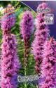 Лиатрис Спиката 5 шт