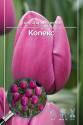 Тюльпан Копекс триумф 7 шт 11/12