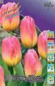 Тюльпан Том Пус 11/12 100 шт 