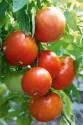 Помидоры Любимый коралл F1 СиО