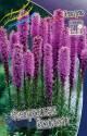 Лиатрис Флористан Виолетт 5 шт