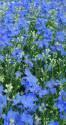 Дельфиниум Голубая бабочка Акв
