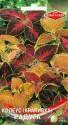 Колеус Крапивка ССО