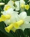 Нарцисс Ара 12/14 50 шт