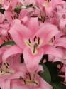 Лилия Пинк Палас 15/16 25шт