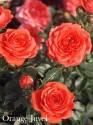 Роза Оранж Джувел 1 шт миниатюрная