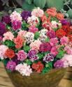 Петуния Дубл Бонанза цветной набор СиО