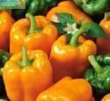Перец Оранжевое чудо Аэл