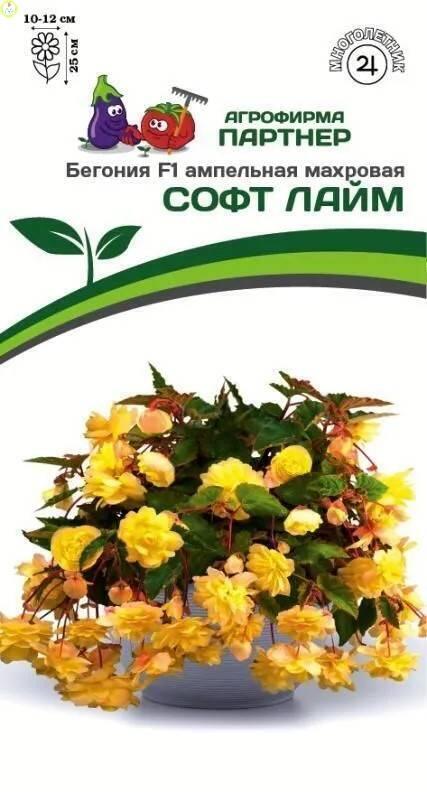 Бегония Софт Лайм ампельная махровая F1 Пар