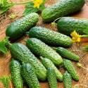 Огурцы Монисиа F1 СиО